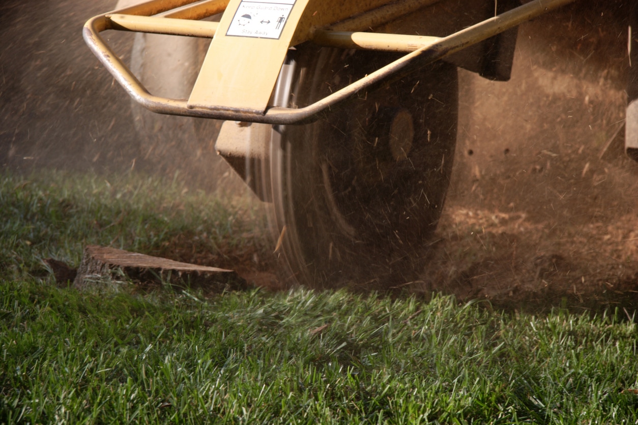 tool used for grinding stumps removing a felled tree stump