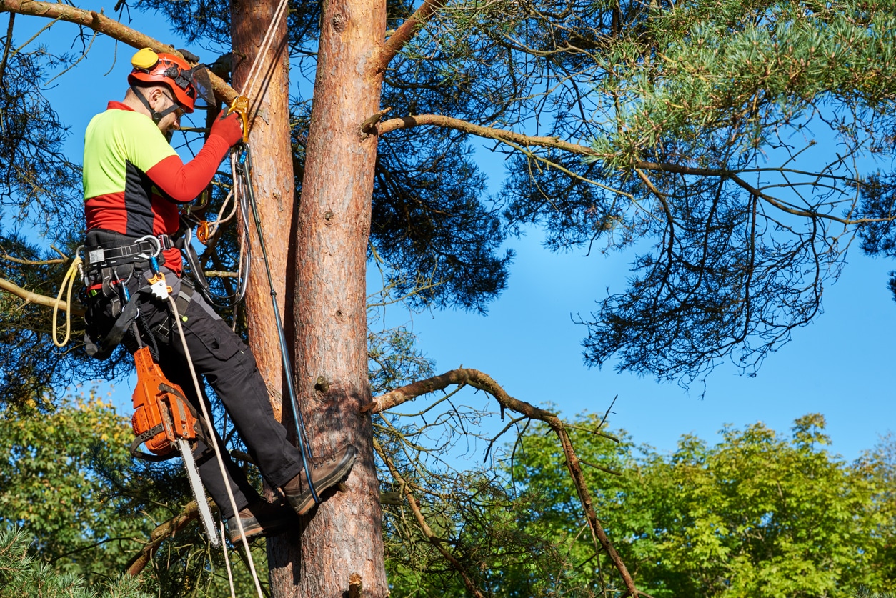 Lumberjack with saw and harness