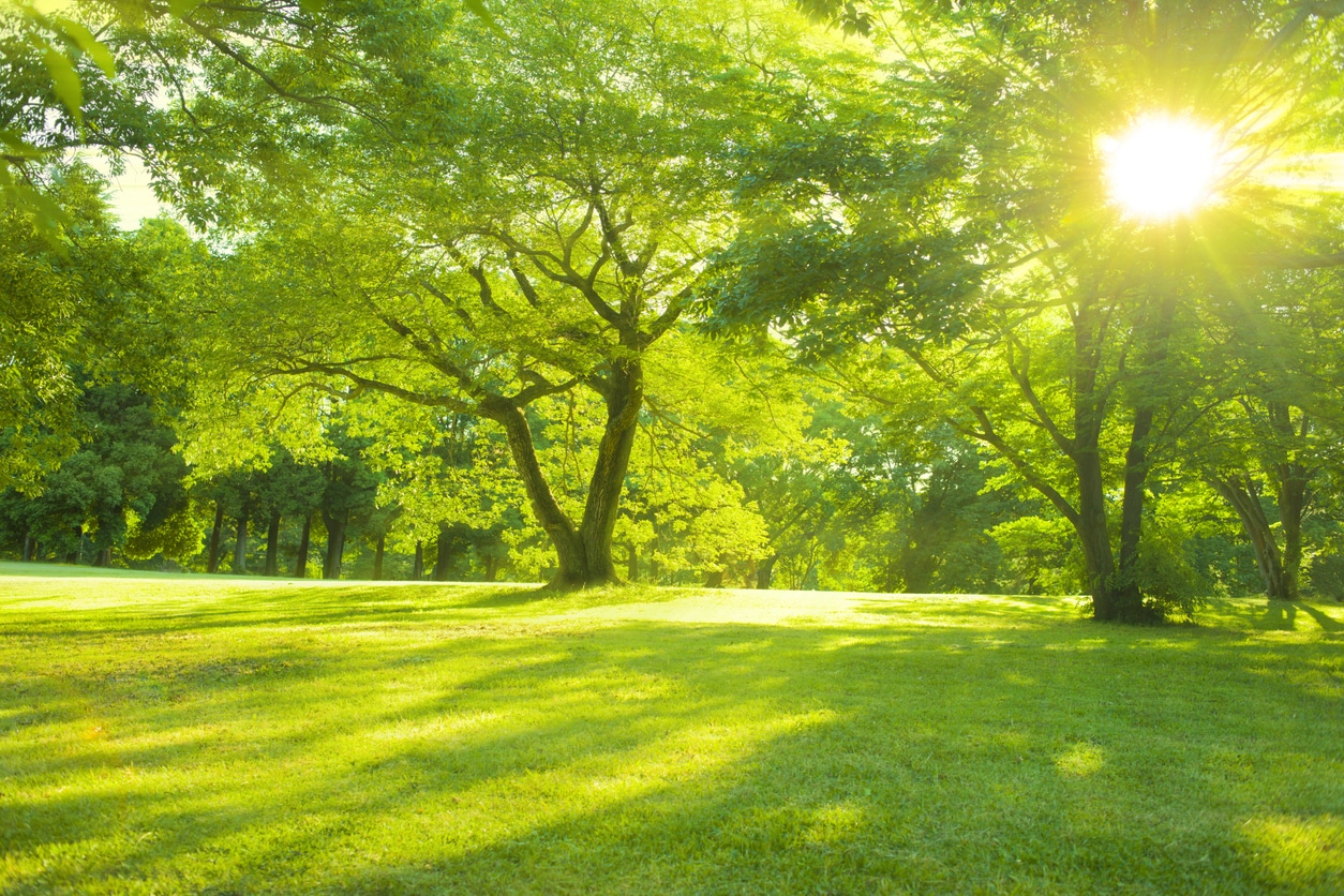 Sunny park